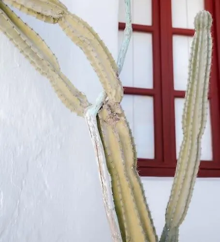 Διαμέρισμα Mooi Boni's Sunset Loft Mykonos Town